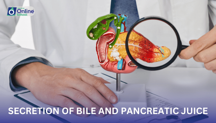 Lesson 12: Secretion of Bile and Pancreatic Juice